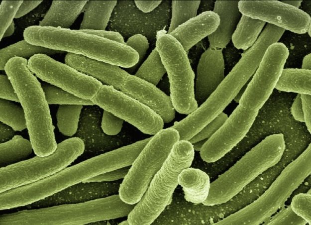 mikrobiom